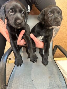 🐶 Šteniatka – krížence, len do dobrých rúk - 2