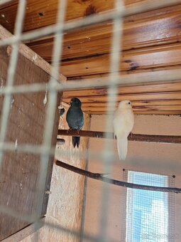 Predam kakariky.modre.a.kremino - 2