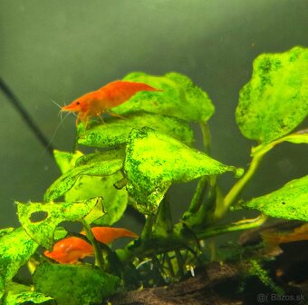 Orange Sakura Krevety - 2