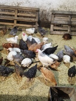 Predám mladé nosnice - 2