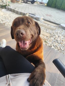 Labrador na krytie - 2