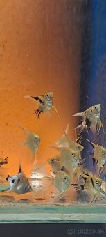 Skalar ,,gold marble" - 2