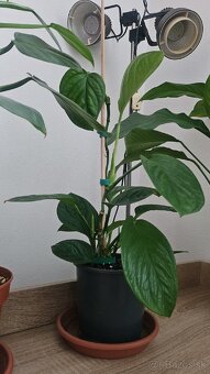Monstera pinnatipartita. - 2