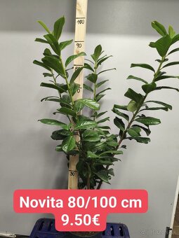 Vavrínovec NOVITA, OTTO LUYKEN - 2