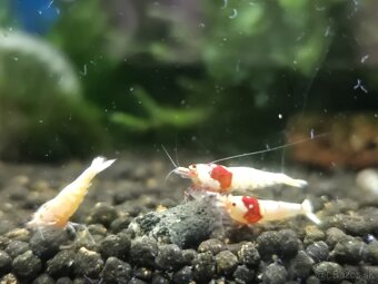 Krevetky caridina - 2