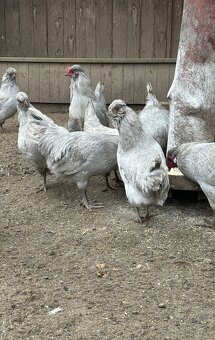 Araucana, Ayam, bantam - 2