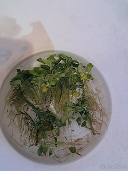 Anubias - 2
