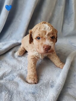Lagotto romagnolo s PP - italský vodní pes - 2