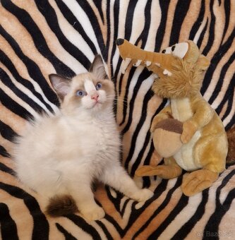 Ragdoll s PP (FIFE) - 2