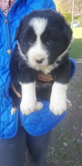 Predám šteniatka kríženej border kólie a čierneho labradora - 2