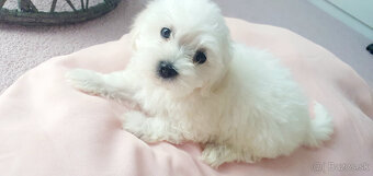 Predám šteniatko maltezáka (psík) - 2