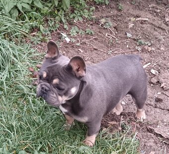 Francúzsky buldoček - 2