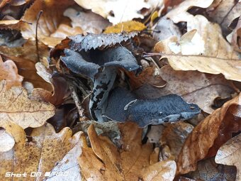 Lievik trúbkovitý (Craterellus cornucopioides) sušený - 2