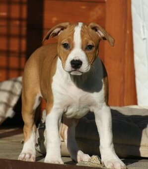 Fenka Amira 🐶 Americký Stafordšírsky teriér s PP 🐾 🩷 - 2