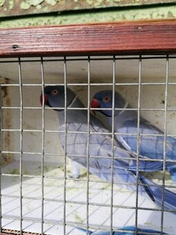 Alexander malý 23,24, 25 - 2