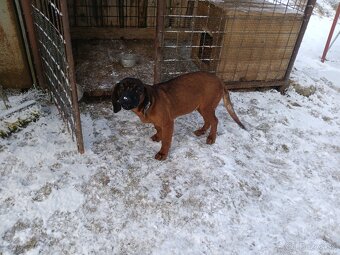 Bavorský farbiar - 2