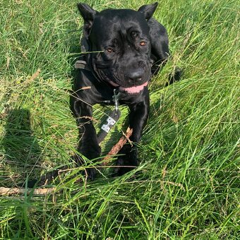 Pes Cane corso - 2