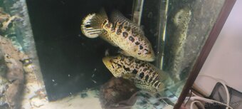 Ruším akvarium - 2