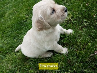 Zlatý retriever šteniatka - 2