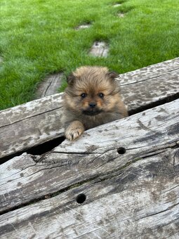 Pomeranian nemecky spic - 2