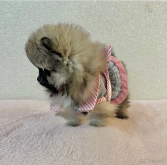 pomeranian - špic - 2