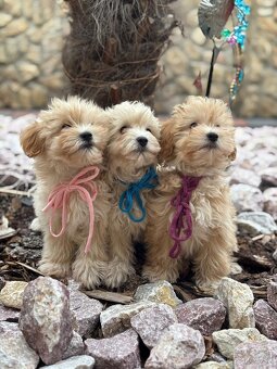 Maltipoo - 2