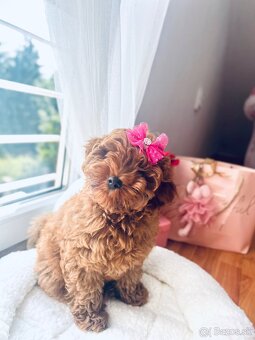 Maltipoo - 2