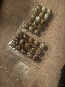 Prepeličie vajíčka - 2