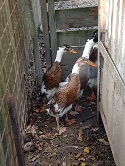 Predám kačice, morky - 2