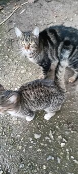 Darujem mačiatko - 2