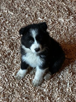 Šteniatka Border kólia - 2