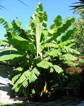 Musa basjoo - mrazuvzdorný banánovník - 2