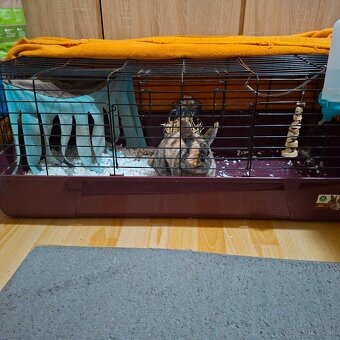 🐰 Predám zakrslého zajačika s rodokmeňom a doplnkami🐰 - 2