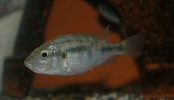 Papulovec burtonov - 2