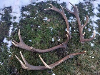 Zhody ; parohy ; parožie ; paroh ; trofej - 2