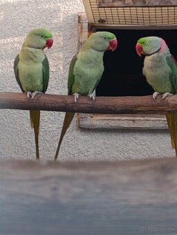 Alexander Veľký - 2