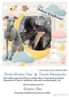 Talianský chrtík s rodokmenem CFI - 2