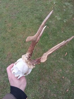 Parohy, zhody, trofeje, srnce - 2