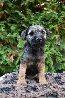 Border Terrier - 2