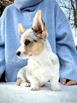 Welsh corgi cardigan. - 2