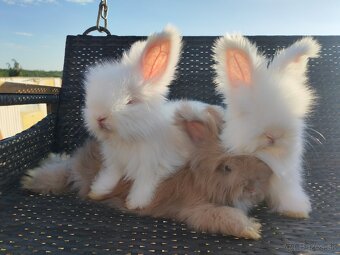 Anglická angora - 2