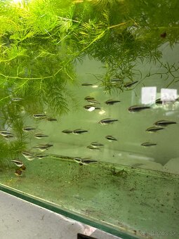 🐟 Neónka čierna (Hyphessobrycon herbertaxelrodi) - 2