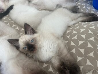 Ragdoll mačiatka - 2