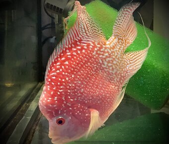 Flowerhorn Fireman s dream Kamfa - 2