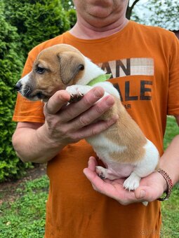 Tricolor Jack Russell šteniatka - 2