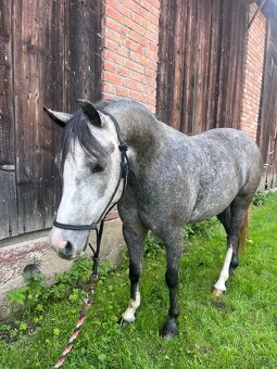 Perspektívna Welsh pony kobylka - 2