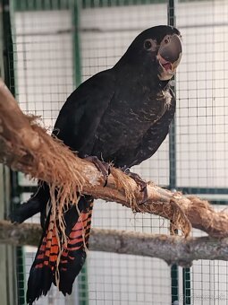 Kakadu havraní 1.0 - 2