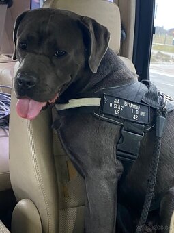 Darujem fenku Cane Corso - 2