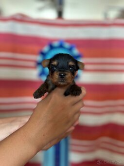 Yorkshire terrier, york - 2