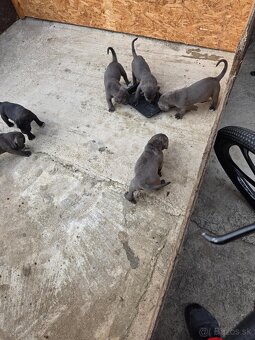 Cane Corso - 2